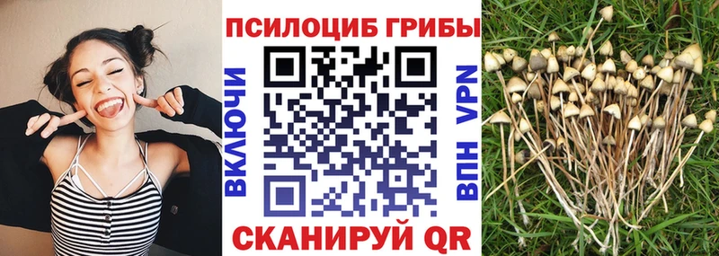Псилоцибиновые грибы мицелий  Пенза 